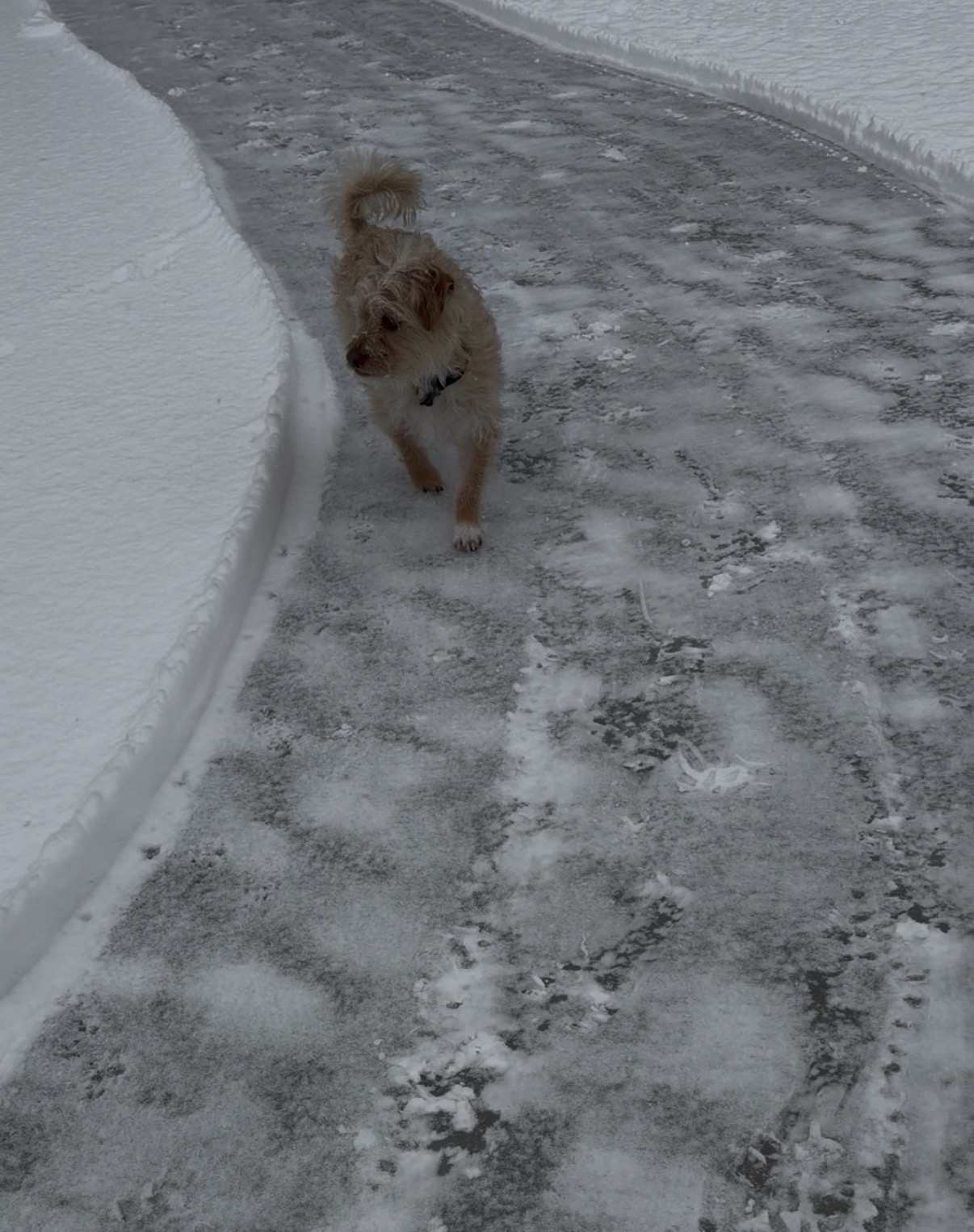 Dog enjoying the cleared path